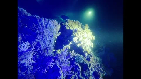 Deep sea underwater world with fluorescent corals glowing at night and a fish Stock Footage 335203295