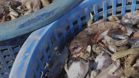 Deep sea water fresh fish on a basket (HD) Stock Footage