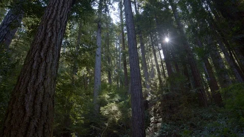 Deep second growth redwood forest in Northern California Stock Footage 125242185