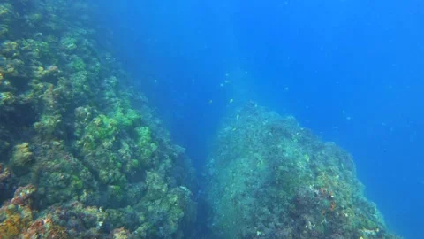 Deep see look down to ocean valley with corals and group of Scissortail Sergeant Stock Footage 242999759