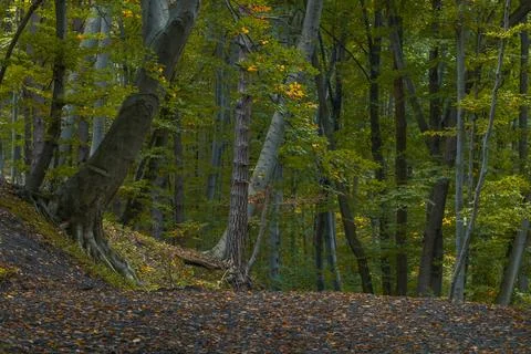 Deep September forest floor covered with fallen leaves and tall trees 스톡 사진