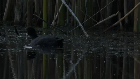Deep shadows and dark water reflections with Eurasian coot Video stock 330316741