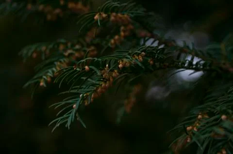 Deep shadows, green spruce branches background, macro photo,. Foto stock