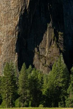 Deep Shadows Loom Over Tall Pines In The Valley Of Yosemite Stock Photos