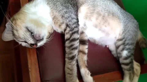 Deep sleep cat on the chair Stock Footage 221537039