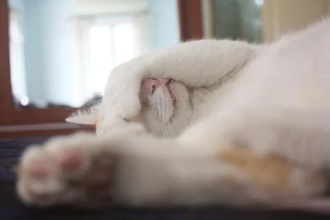 Deep sleep cat. Foto stock