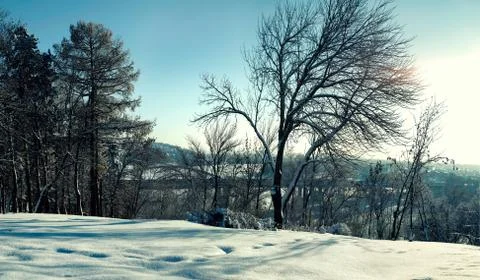 Deep snow on a background of bare trees in winter Stock Photos
