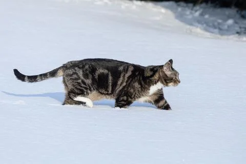 Deep snow doesn't stop cats from hunting Stock Photos