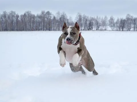 Deep snow flight Stock Photos