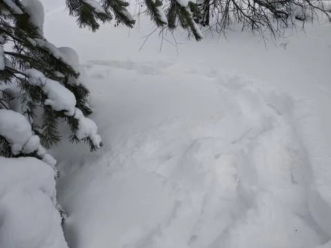 Deep snow, footprints in the forest tree. Stock Photos