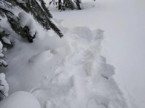Deep snow, footprints in the forest tree. Stock Photos