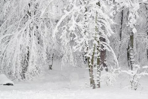 Deep snow in the park Фото