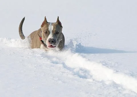 Deep snow Stock Photos