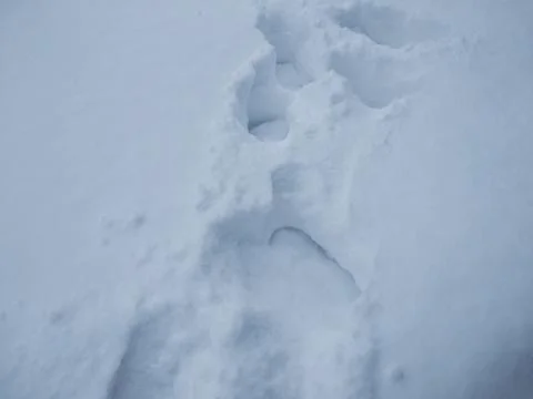 Deep snow tracks. Stock Photos