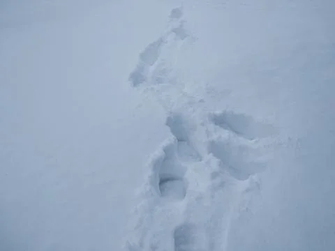 Deep snow tracks. Stock Photos