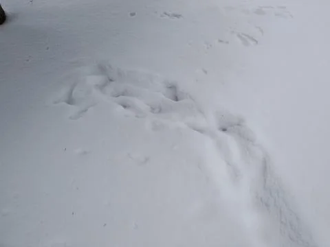 Deep snow tracks. Stock Photos