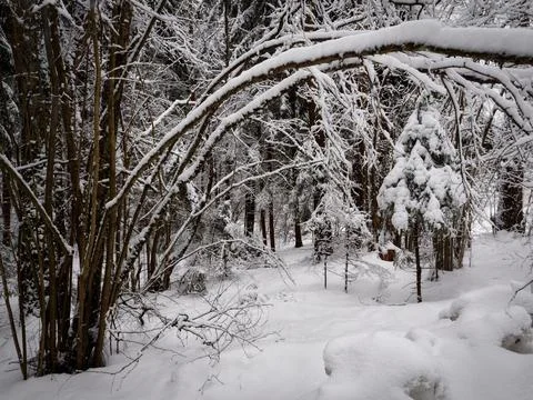 Deep snow winter spruce forest tree branches bent under the weight of snow Fotos Stock