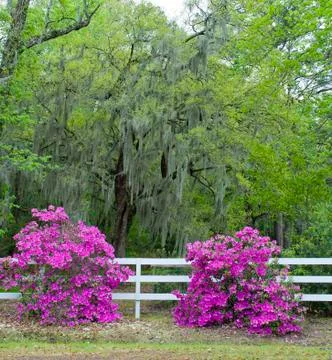 Deep south scene Foto stock