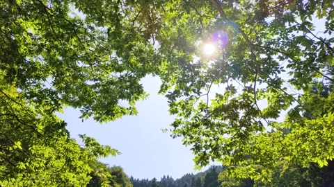 Deep summer greenery and sunlight filtering through the trees Video stock 315371963