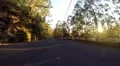 Deep sun reflections while driving forest road in Madeira HD Footage