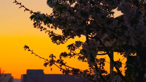 Deep Sunset and Cherry Blossom Tree Silhouette in Kyoto, Japan – 4K Stock Footage 107006293