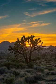 Deep Sunset Behind Joshua Tree 库存照片
