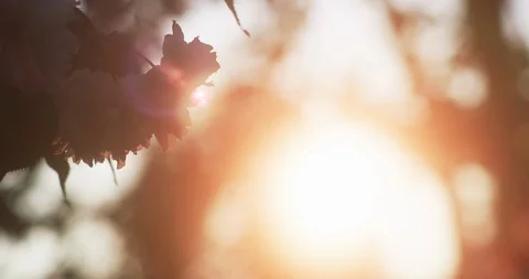Deep sunset lensflare of pink cherry blossom, 8K Stock Footage 117154418