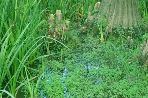 The deep swamp Stock Photos