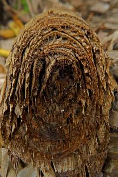 Deep Texture Of Dried Banana Tree Stock Photos