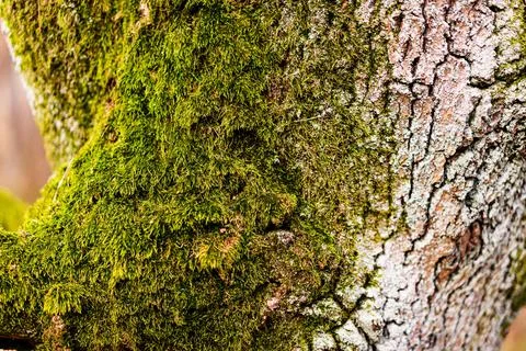Deep textured tree bark covered with bright green moss Stock Photos