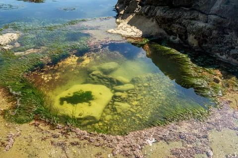 Deep Tide Pool Botanical Beach BC Stock Photos