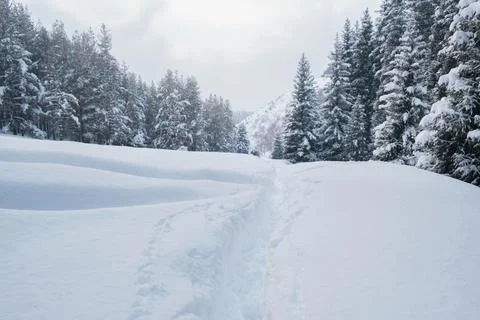 A deep trail through freshly fallen snow in the winter mountain forest of Alm Stock-Fotos