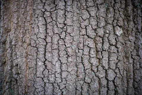 Deep tree bark with hints of green algae fills frame. Stock Photos