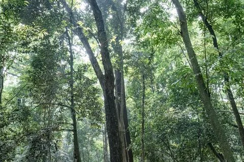 Deep Tropical Forest with Dark Trees and Natural Light Beams Stock Photos
