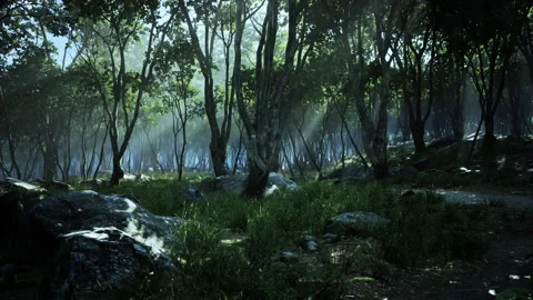 Deep tropical jungle in darkness Stock Footage 174671422
