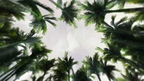 Deep tropical rain forest seen from below with palm tree vegetation Stock Illustration