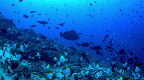 Deep tropical reef filled with schooling butterfly fish Stock Footage 68334467