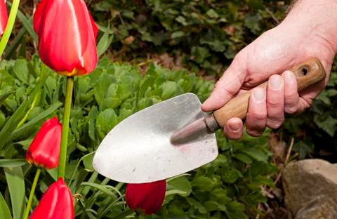 Deep in the Tulip Patch Stock Photos