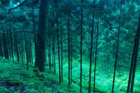 Deep twilight forest Stock-Fotos