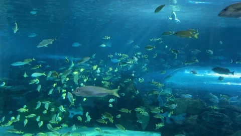 Deep under water world view, beautiful fish aquarium Stock Footage 251753767
