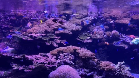 Deep under water world view, beautiful fish aquarium Stock Footage 251753956