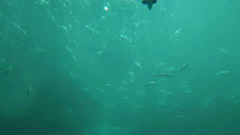 Deep underwater fish playing with bubbles Stock Footage 259680229