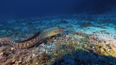 Deep underwater wildlife - Moray eel escapes from the camera Stock Footage 339277451