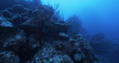 Deep Wall Dive 库存影片 105161647