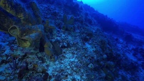 Deep Wall Sponge Stock Footage 80645909