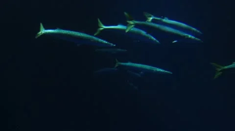 Deep water barracuda Video stock 8852528