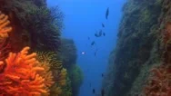Deep Water Reefs Violescent Sea-Whip Gorgones, Spain Stock Footage