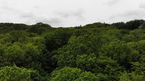 Deep wild forest above view Stock Footage 109175484