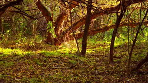 Deep in a wild forest Stock Footage 144490706