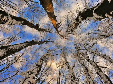 Deep winter blue sky with tree branches Photos